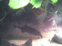 Trunkfish photo 4
