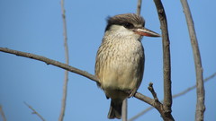 Halcyon chelicuti chelicuti