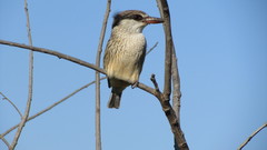 Halcyon chelicuti chelicuti