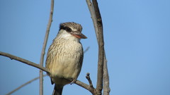 Halcyon chelicuti chelicuti