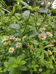 Erigeron annuus