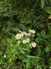 Erigeron annuus
