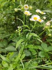 Erigeron annuus