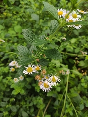 Erigeron annuus
