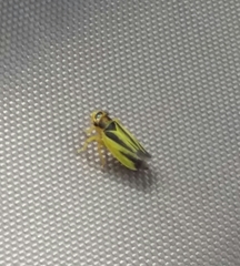 Evacanthus interruptus