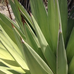 Agave triangularis
