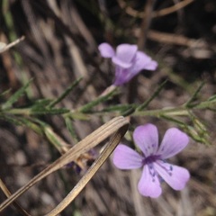 Loeselia coerulea