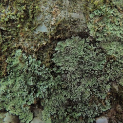 Lepraria normandinoides