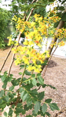 Koelreuteria paniculata