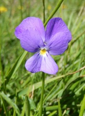 Viola ferrarinii