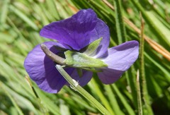 Viola ferrarinii
