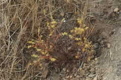 Dudleya multicaulis