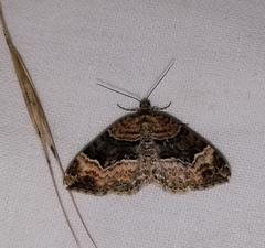 Xanthorhoe biriviata