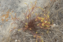 Dudleya multicaulis