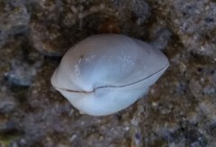Pseudolucinisca lacteola