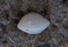 Pseudolucinisca lacteola