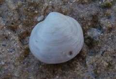 Pseudolucinisca lacteola