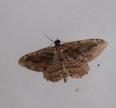 Philereme transversata