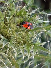 Deraeocoris rutilus