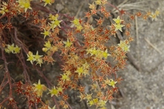 Dudleya multicaulis