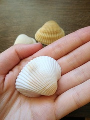 Anadara kagoshimensis