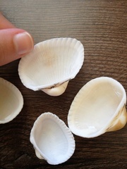 Anadara kagoshimensis