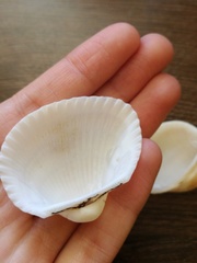 Anadara kagoshimensis