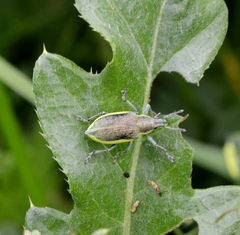 Chlorophanus viridis