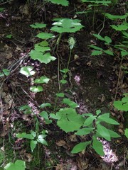 Phyteuma ovatum pseudospicatum