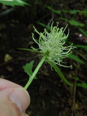 Phyteuma ovatum pseudospicatum