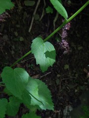 Phyteuma ovatum pseudospicatum