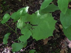 Phyteuma ovatum pseudospicatum