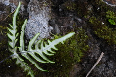 Aleuritopteris argentea