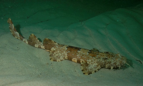 Ornate wobbegong (Orectolobus ornatus) — Orectolobidae