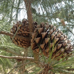 Pinus pseudostrobus apulcensis