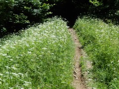 Chaerophyllum aureum