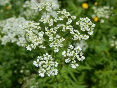 Chaerophyllum aureum