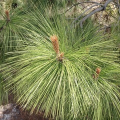 Pinus pseudostrobus apulcensis