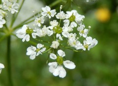 Chaerophyllum aureum