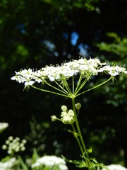 Chaerophyllum aureum