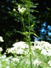Chaerophyllum aureum