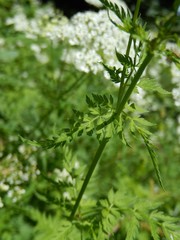 Chaerophyllum aureum