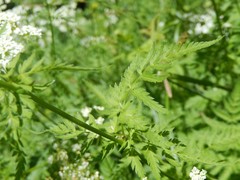 Chaerophyllum aureum