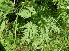 Chaerophyllum aureum