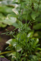 Lepidium sativum