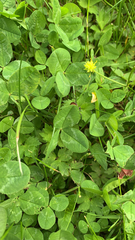 Phyllopertha horticola