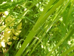 Chaerophyllum aureum