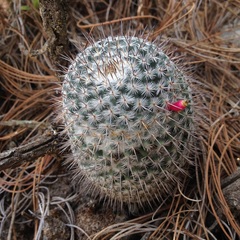 Mammillaria haageana