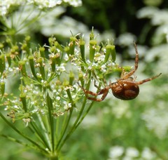 Chaerophyllum aureum