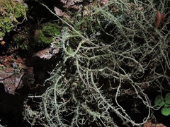 Usnea ceratina